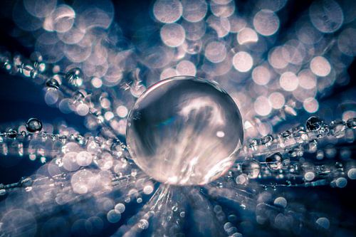 Waterdruppels op een pluis