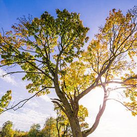 Herfstboom met tegenlicht van Martin Frunt