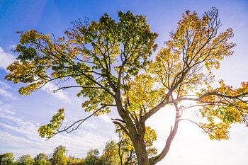 Autumn tree with backlight