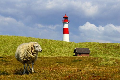 Lonely sheep at the lighthouse