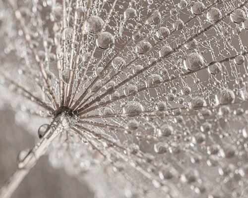 Droplets carried by a natural umbrella by Marjolijn van den Berg
