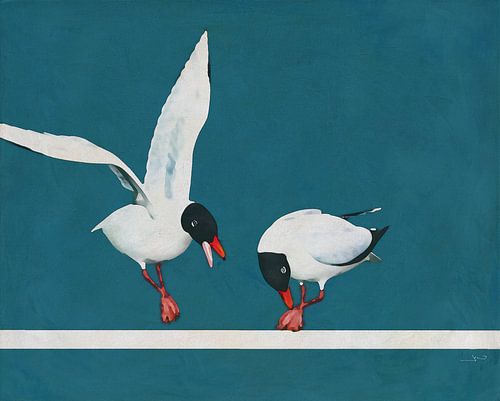 Zwarte meeuw bezoekt een andere meeuw