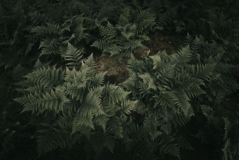 Leaves by Thomas Kuipers