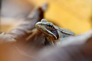 Brauner Frosch