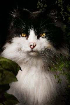 Mystieke Blik van een Zwart-Witte Kat
