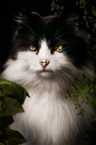 Mystischer Blick einer schwarz-weißen Katze von Romy hurkmans