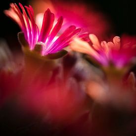 Malephora Crocea in prachtig licht van Bob Daalder