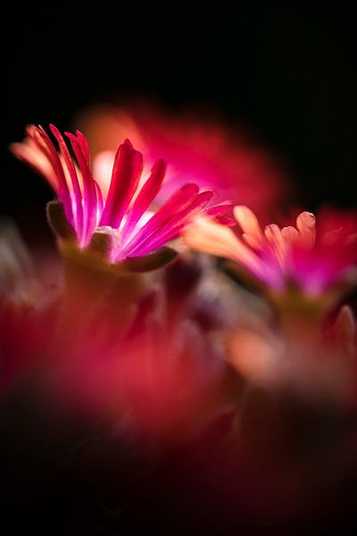 Malephora Crocea in prachtig licht van Bob Daalder