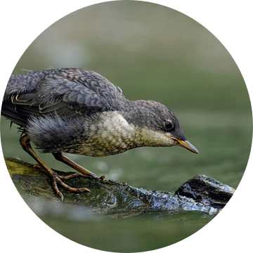 White throated Dipper ( Cinclus cinclus ), fledged chick on a rock in a river, tries fishing, huntin van wunderbare Erde