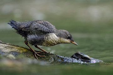 White throated Dipper ( Cinclus cinclus ), fledged chick on a rock in a river, tries fishing, huntin