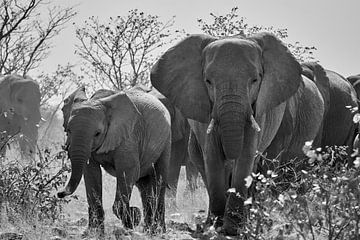 herd of elephants black white by Thomas Marx
