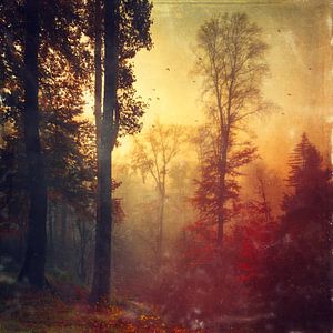 Repos matinal - lever de soleil par un matin brumeux d'automne
