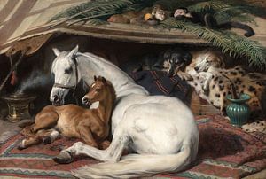 De Arabische Tent, Edwin Landseer