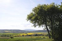 Arbre au printemps avec vue sur le Kreuzberg / Rhön