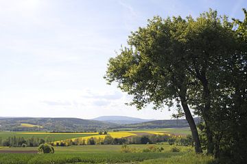 Boom in de lente met uitzicht op de Kreuzberg / Rhön