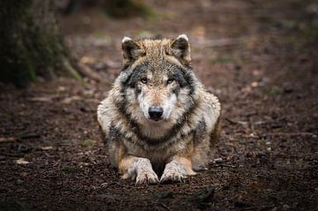 Wolf in het Duitse bos van Thymen van Schaik