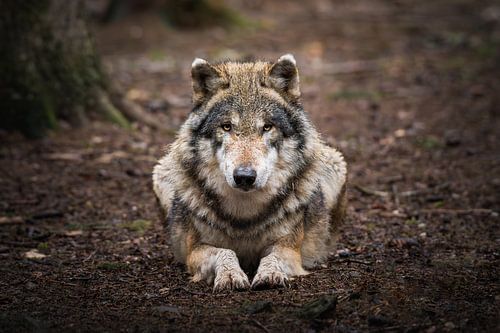 Loup dans la forêt allemande