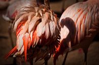 Flamingo van Ulrich Brodde thumbnail