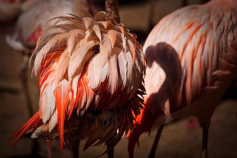 Flamingo van Ulrich Brodde