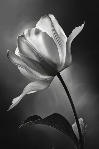 Flower in black and white