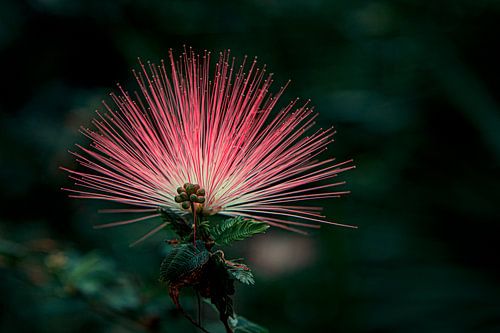 Calliandra Brevipes