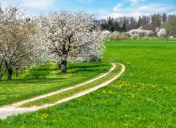 Frühlingslandschaft mit blühenden Kirschbäumen von ManfredFotos