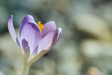 Crocus précoce avec un chemin de gravier en arrière-plan sur Cor de Hamer