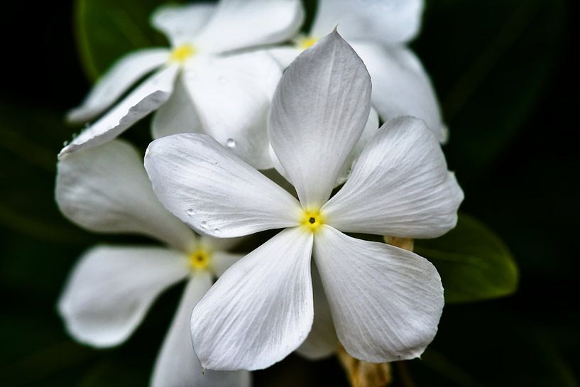 Witte tropische bloemen met perfecte bloemblaadjes van Frank Photos