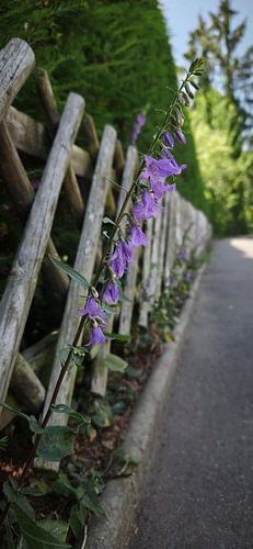 Bluebells by the old wooden fence