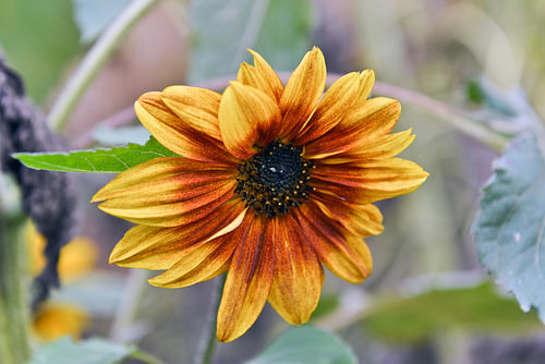 Elegante zonnebloem in het herfstlicht
