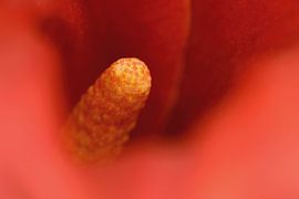 Close-up of a red Calla lily by Ronald Pol