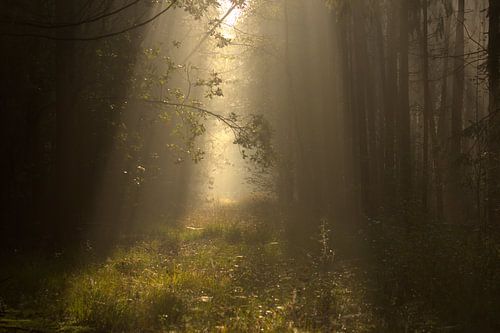bos in ochtendlicht