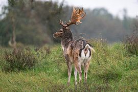 Damhirsch im Regen von Louise Poortvliet