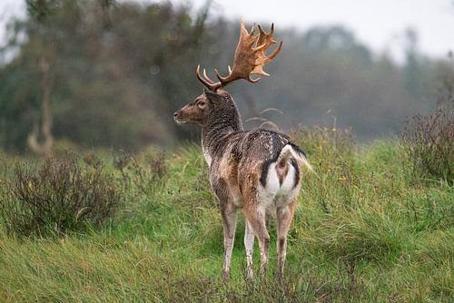 Damhert in de regen
