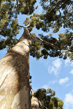 Eucalyptusboom met blauwe lucht van Werner Lehmann