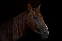 Fine Art Foto eines arabischen Pferdes