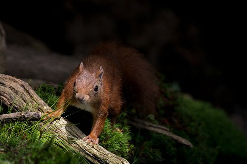 Nieuwsgierig eekhoorntje van Simone Meijer