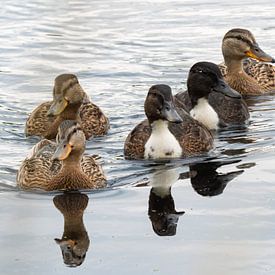 Enten in formation von Sijmen van der Plicht