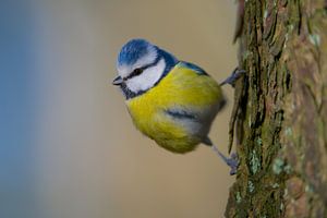 Blue tit sur Kneeke .com