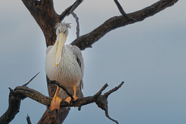 Frontal portrait of a pink-backed pelican perched on a branch in the rain by Johannes Jongsma