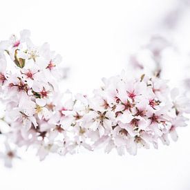 Les arbres fleurissent 4 | Le printemps est dans l'air sur Ratna Bosch