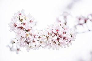 Les arbres fleurissent 4 | Le printemps est dans l'air