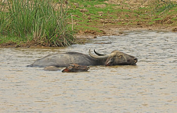 Water buffalo