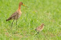 Uferschnepfe (Limosa limosa), adult mit Küken auf einer Wiese