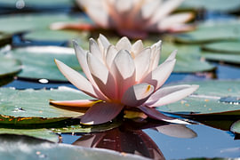Seerose von Merijn Loch