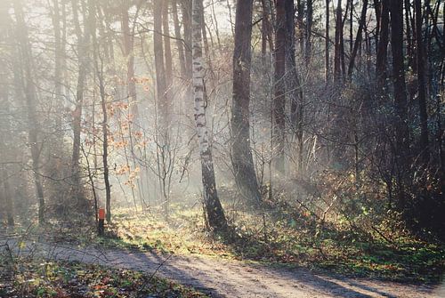 Sunbeams Birkhoven Amersfoort by Watze D. de Haan