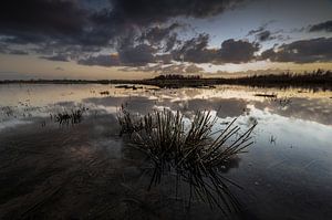 Sonnenuntergang im Biesbosch.