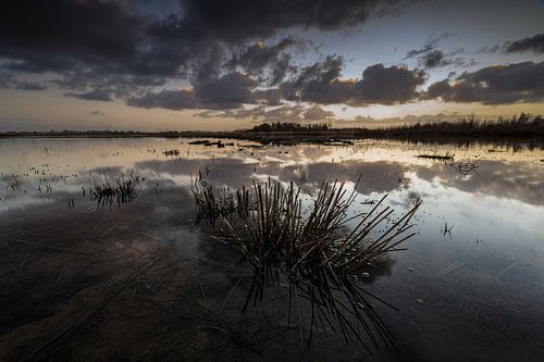 Zonsondergang in de  Biesbosch.