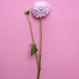 dahlia flower on pink pastel background by Nfocus Holland