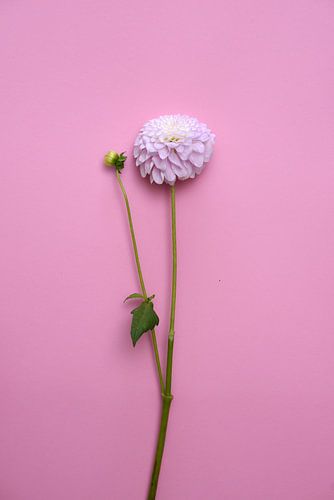 dahlia flower on pink pastel background